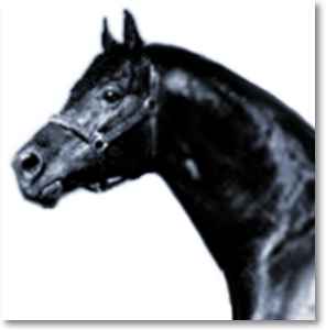 Marius - ein klassischer Veredler der Oldenburger Zucht