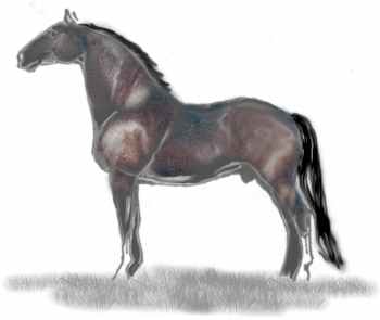 Knabstrupper, einfarbig