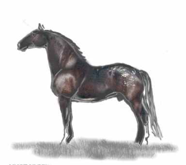 Knabstrupper Schabraktiger "Schnee auf der Kruppe"