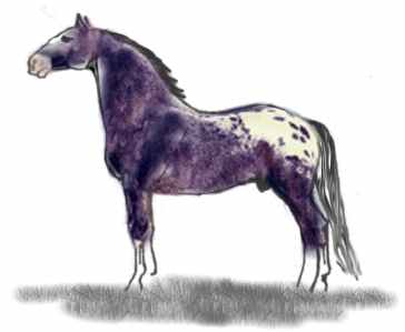 Knabstrupper Tigerschecke Typ Schabraktiger