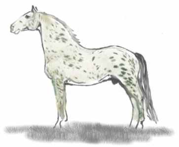 Knabstrupper Tigerschecke Typ Volltiger