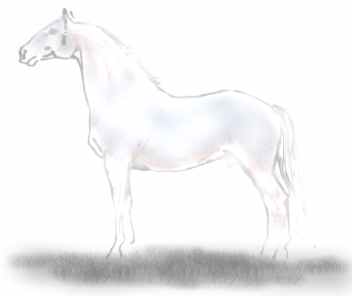 Knabstrupper Weigeborener