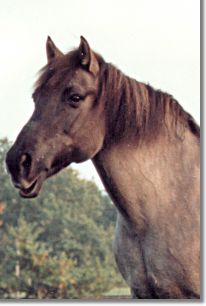 Moderner Konic- so etwa sahen die Schweiken aus