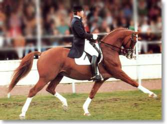 Itaxerxes - Trakehner Fuchshengst aus bester Linie